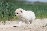 CHIEN FINNOIS DE LAPONIE 600